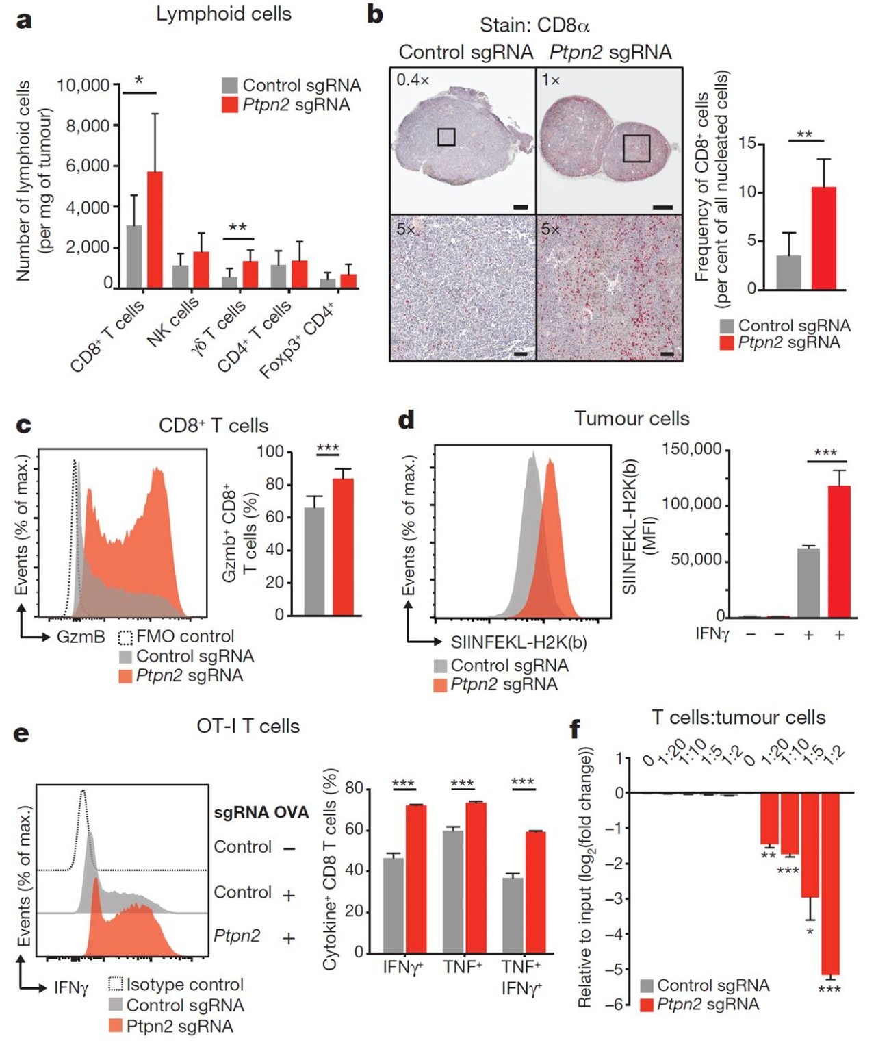 Ptpn2基因敲除增加肿瘤抗原提呈