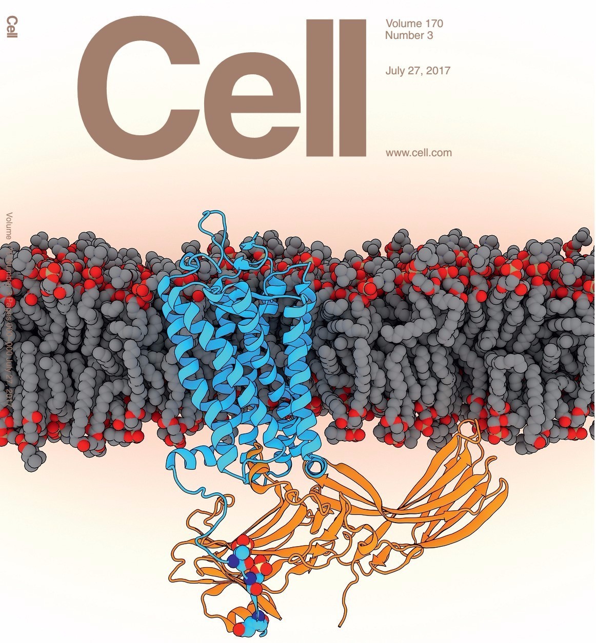 磷酸化视紫红质和阻遏蛋白复合物的高分辨率三维结构。蓝色所示为视紫红质的结构；黄色所示为阻遏蛋白的结构；灰色和红色球状结构为细胞膜磷脂；深蓝、蓝和红色小球所示为视紫红质的磷酸化氨基酸