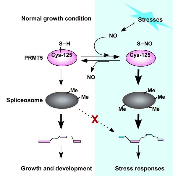 蛋白质亚硝基化与甲基化通路互作调控植物胁迫反应的工作模型图