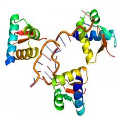 昆虫杆状病毒系统蛋白表达纯化