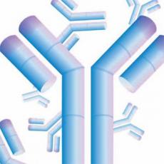 常规兔源多克隆抗体制备