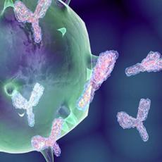 小鼠源单克隆抗体定制服务