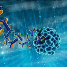 噬菌体展示抗体库筛选